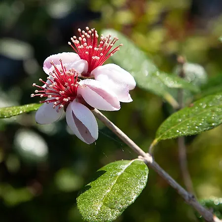 O'myosotis - 400m Centre Historique - Parking Gratuit - Piscine Et Jardin Sarlat-la-Canéda
