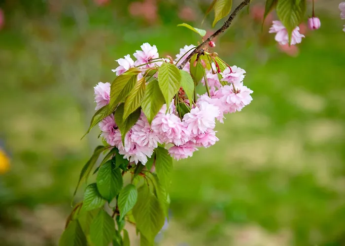 O'myosotis - 400m Centre Historique - Parking Gratuit - Piscine Et Jardin Bed & Breakfast 4*